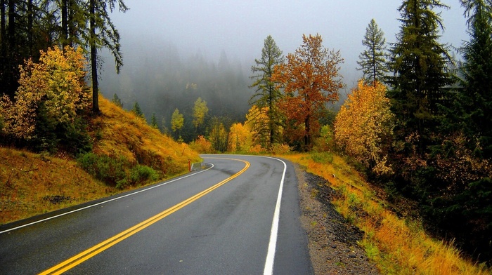 road, mist, trees, beauty, autumn, nature
