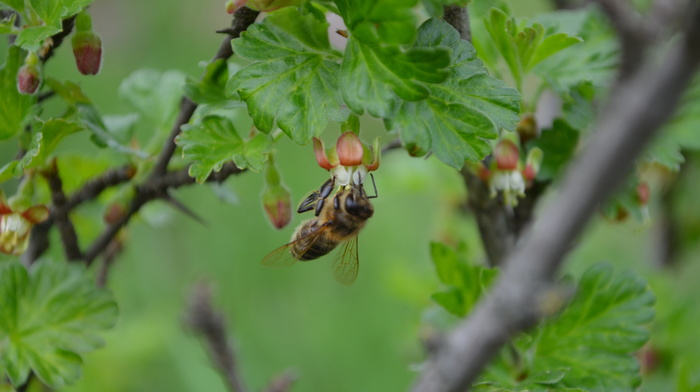 nature, spring