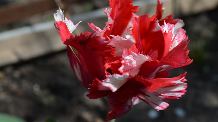 flowers, nature