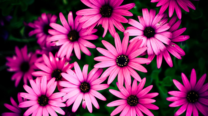 pink, nature, macro, flowers