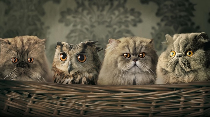 animals, cat, owl