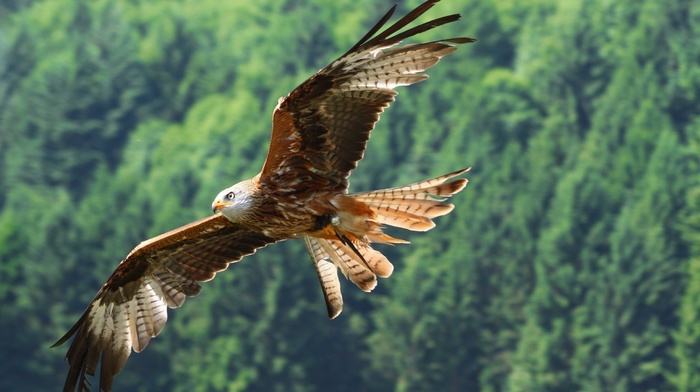 eagle, animals, fly, bird, predator, nature