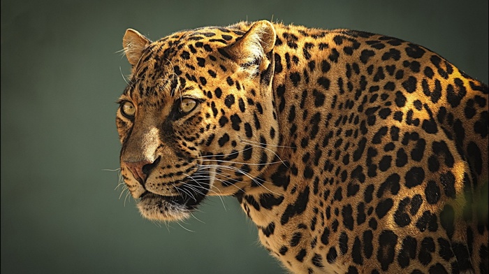 animals, leopard, sight