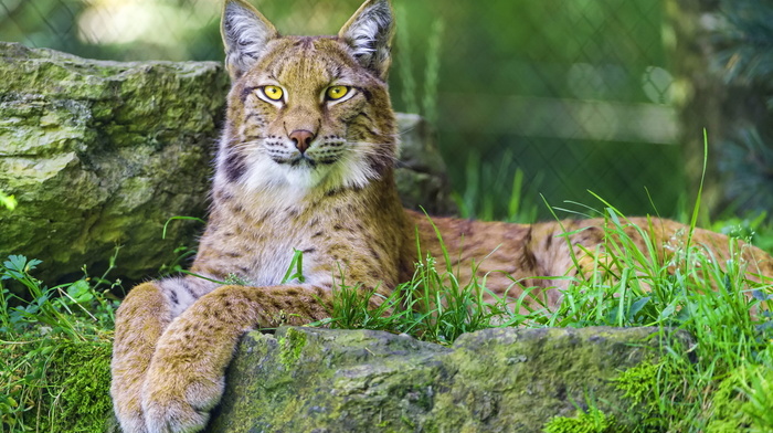 sight, animals