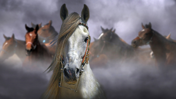 horse, animals, background