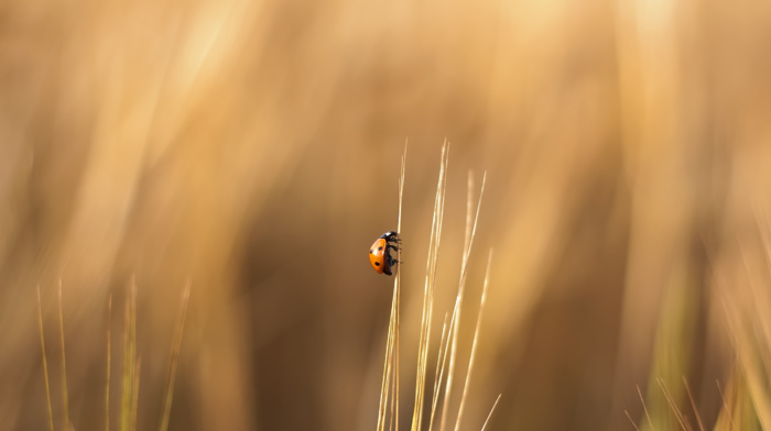 ladybugs, blurred, climbing, insect