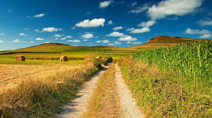 nature, field