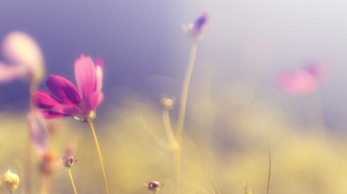 purple flowers, blurred, nature, flowers