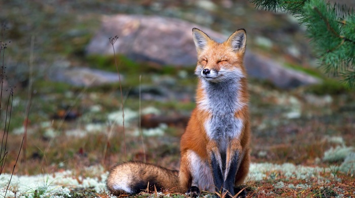 nature, fox, smiling, animals