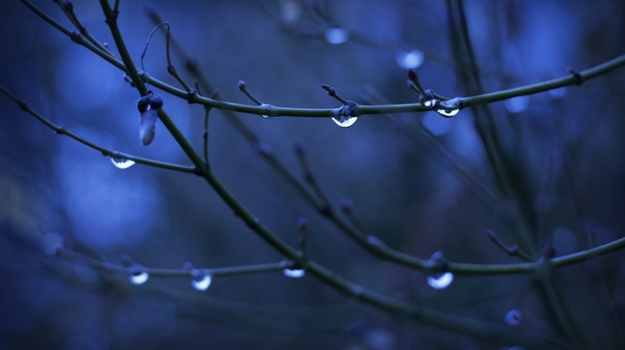 depth of field, twigs, water drops, nature