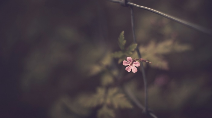 flowers, nature, macro