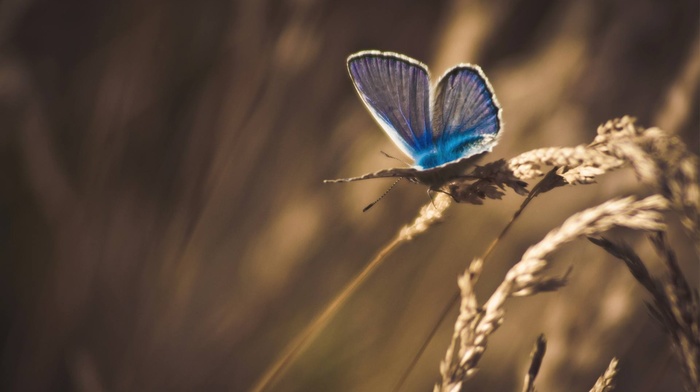 nature, moths, macro, flowers