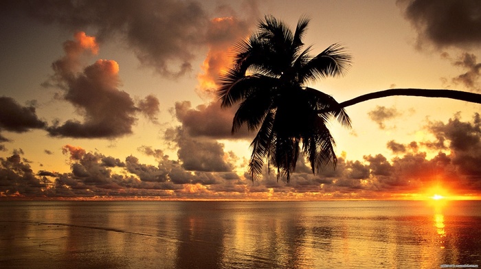 palm, nature, ocean, sky