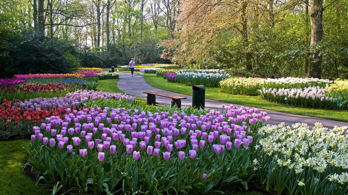 tulips, nature, landscape