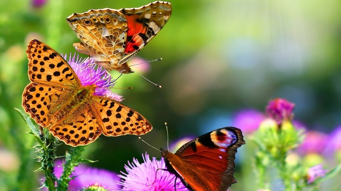 stunner, flowers