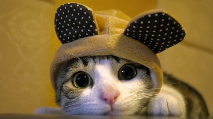 animals