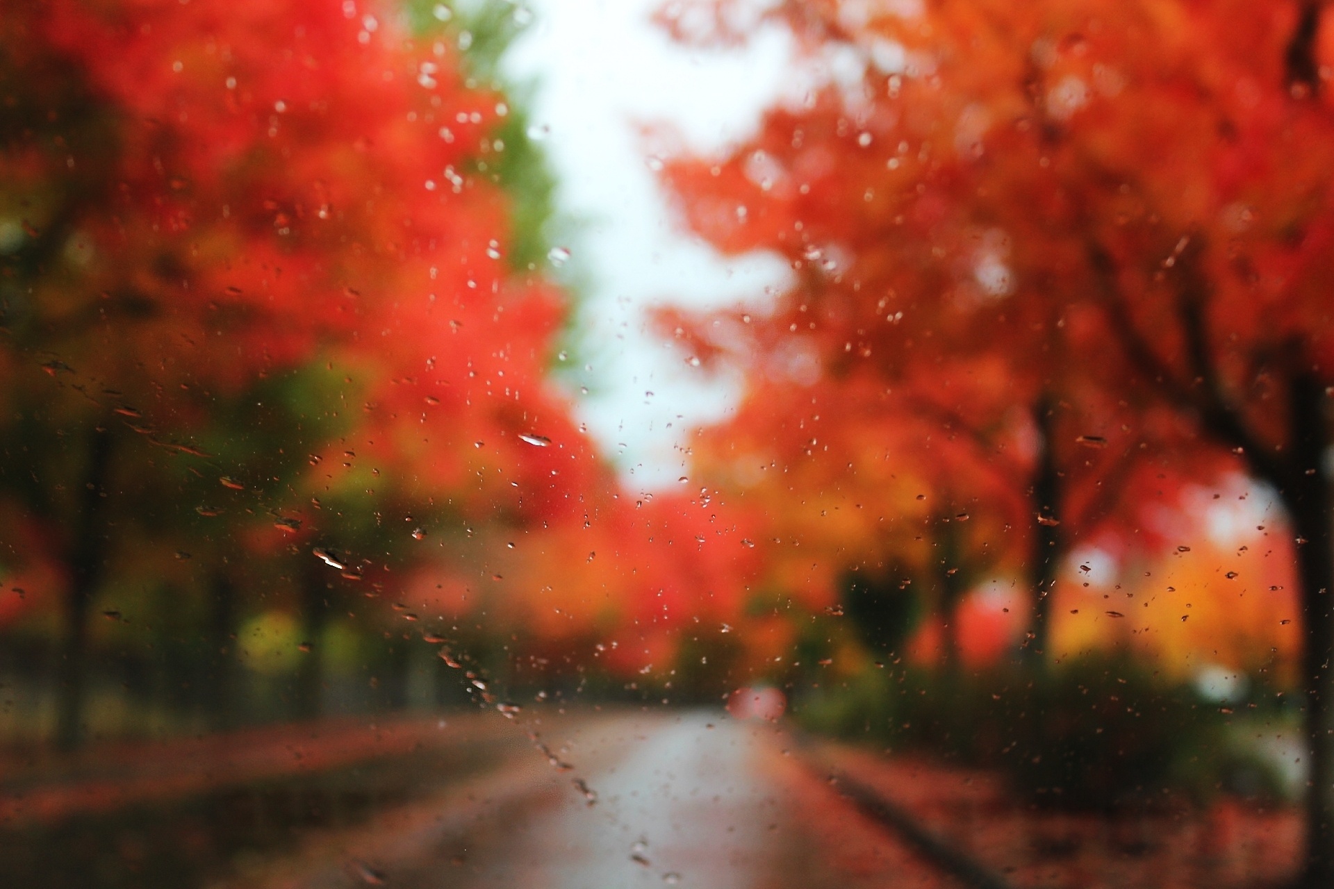 Wallpaper drops, autumn, rain, trees.