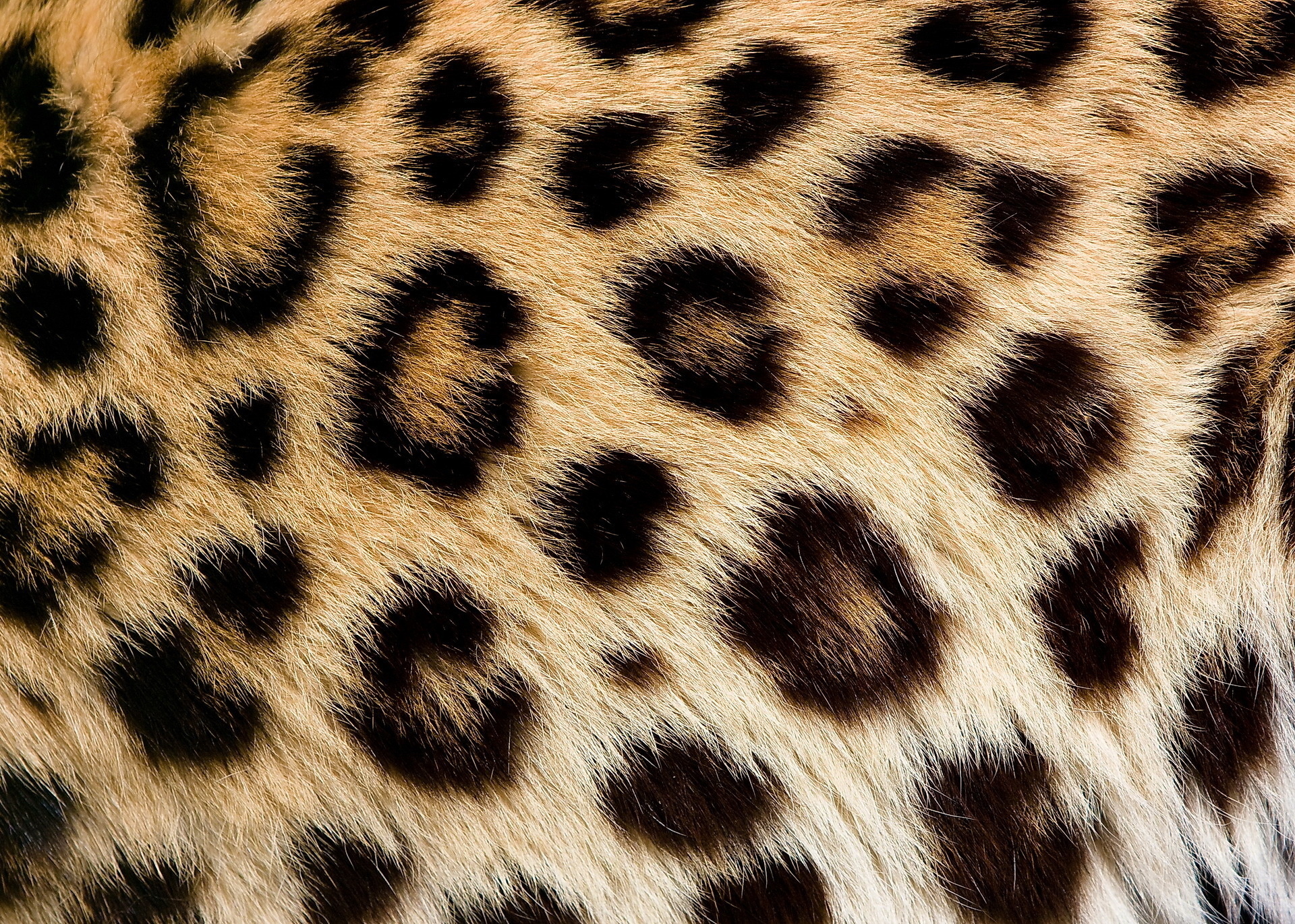 Leopard Texture Wallpaper 83788 1920x1371px On 