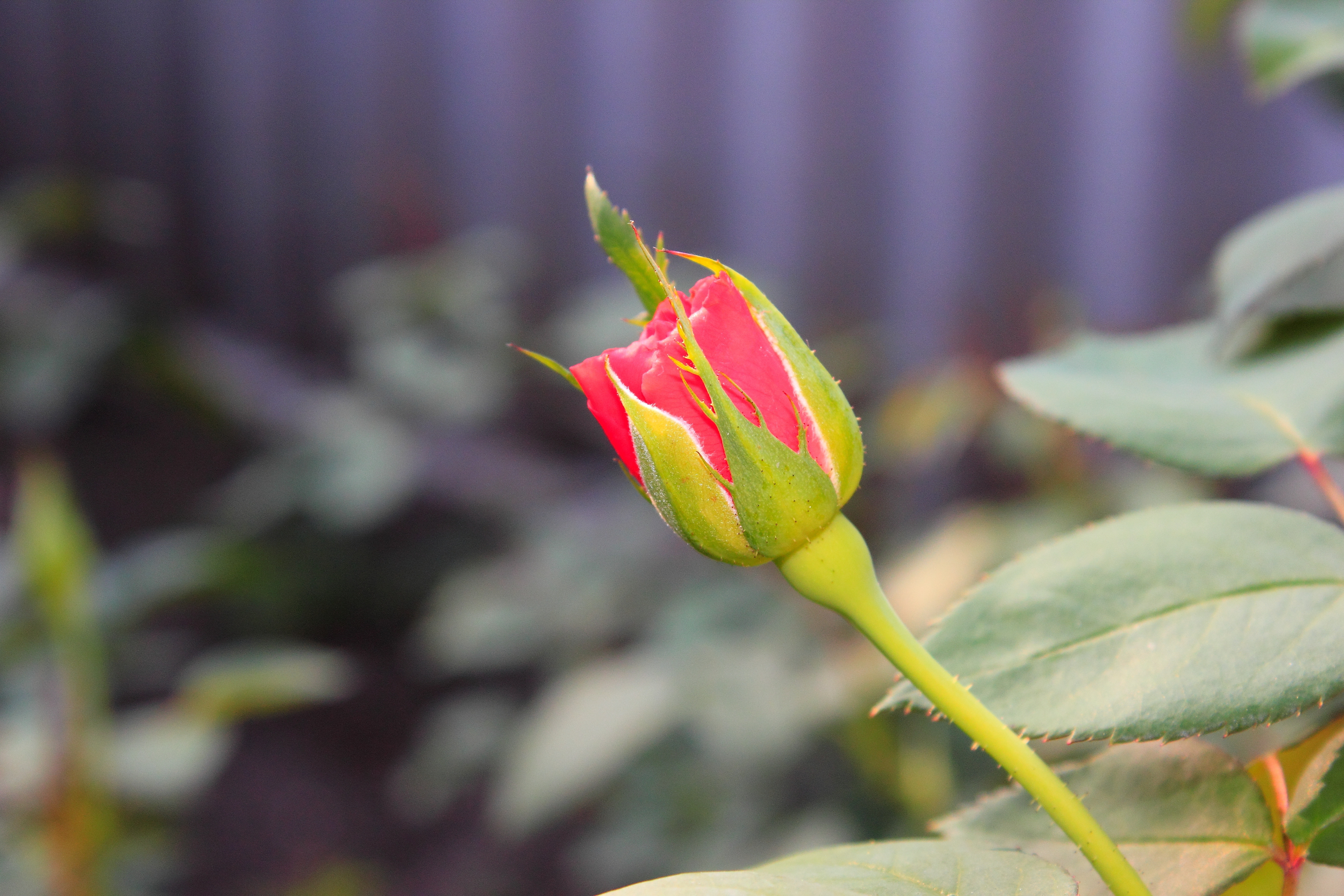 Rose bud pictures