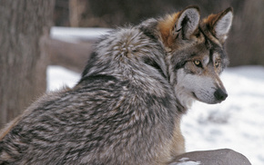 animals, wolf