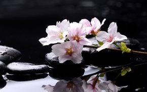 stones, petals, reflection, water, flowers