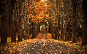 forest, fall, nature