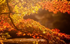 sunlight, branch, leaves, nature, fall