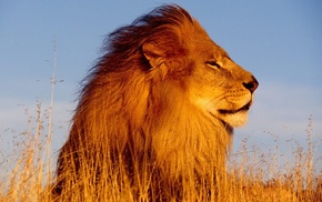 lion, nature, animals