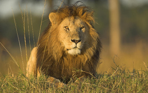 lion, grass, animals