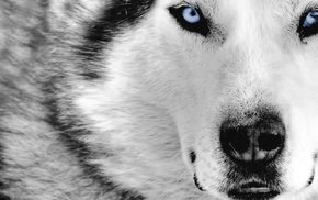 animals, nature, wolf