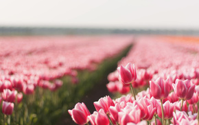 summer, tulips, field, photo, flowers