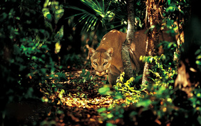 trees, greenery, animals