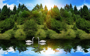 reflection, forest, Sun, animals, river