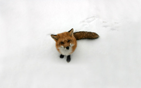 red hair, snow, fox, animals