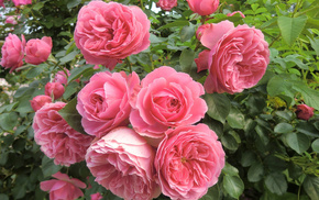 stunner, flowers