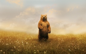 bear, animals, clouds