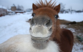 mustache, animals, winter, gray