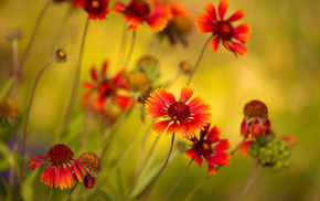 beautiful, flowers