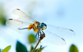 wings, eyes, animals