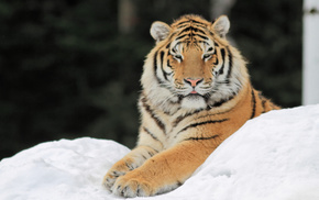 snow, animals, tiger