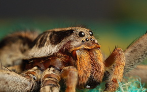 spider, animals, eyes