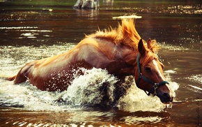 lake, animals, horse, water, splash