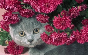 flowers, animals, cat