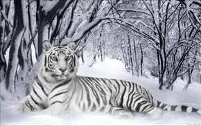 tiger, animals, forest, winter