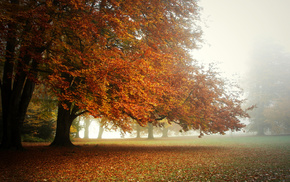 autumn, park, mist, morning