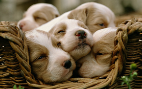 puppies, animals