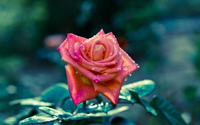 rose, flowers, petals