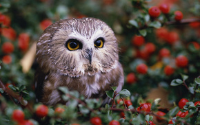 berries, bushes, owl, animals