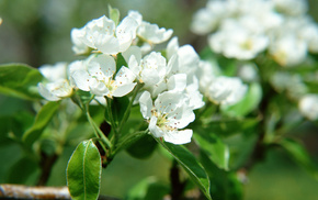 spring, flowers