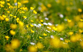 glade, flowers, yellow